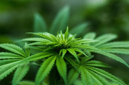 Marijuana Use Prevention Resources by Prevention Plus Wellness