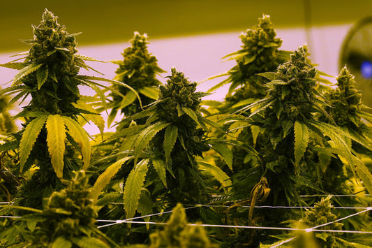 Adolescent Cannabis Use for Sleep Increases Substance Use Risk