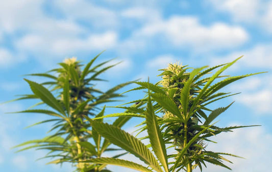 Marijuana Prevention & Awareness Programs Webinar Video