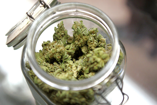 Medical Marijuana Risks vs Benefits